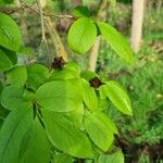 Stewartia rostrata Hoja