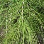 Equisetum telmateiaFolio