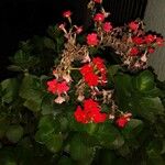 Kalanchoe blossfeldianaFlower