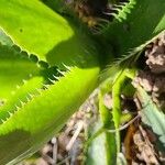 Eryngium nudicaule Hoja
