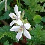 Erodium cicutarium Квітка