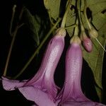 Ipomoea batatoides Flower