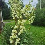 Yucca filamentosaЦветок