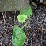 Tolmiea menziesii Лист