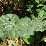 Tilia tomentosa Arall