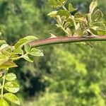 Rosa micrantha 樹皮