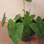 Caladium bicolorFoglia