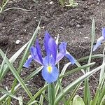 Iris xiphium Habit