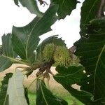 Quercus castaneifolia Fruit