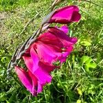 Gladiolus × byzantinus Blomst