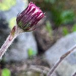 Homogyne alpina Cvet