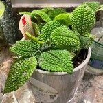 Pilea mollis Hoja