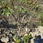 Jatropha mahafalensis Habit