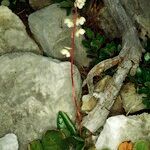 Pyrola rotundifolia Yeri