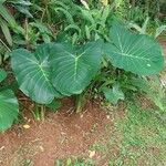 Xanthosoma taioba Hoja