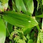 Clintonia borealis Leaf