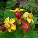 Hypericum androsaemumFlor