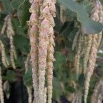 Garrya elliptica Blodyn