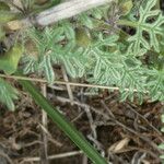 Teucrium botrys ഇല