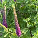 Teucrium hircanicum Flower