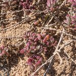 Suaeda vermiculata Blatt