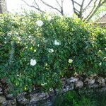 Rosa sempervirens 整株植物