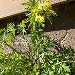 Corydalis nobilis Blatt