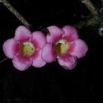 Schlegelia nicaraguensis 花