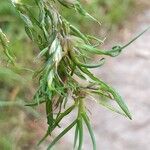 Poa alpinaFlower