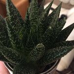 Aloe aristata Лист