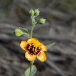 Abutilon incanum Habitus