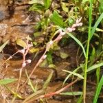 Persicaria strigosa Λουλούδι