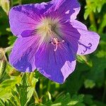 Geranium himalayense Virág