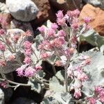 Adenostyles leucophylla Flower