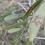 Gymnosporia senegalensis 葉