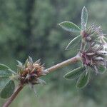 Trifolium scabrum Hoja