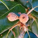 Quercus ilex Vrucht