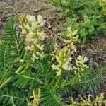 Astragalus pomonensis 花