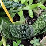 Gasteria obliqua Leaf