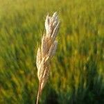 Bromus lanceolatus Лист