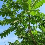 Juglans mandshurica Habitus