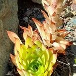 Sempervivum montanum Hoja