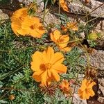 Cosmos sulphureus Kvet