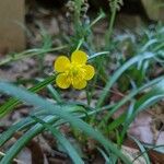 Ranunculus auricomusBlüte