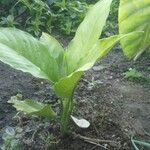 Spathiphyllum blandum List