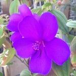 Tibouchina urvilleana Blomst