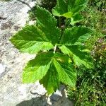 Peucedanum ostruthium Leaf