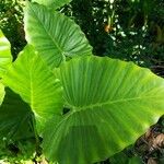 Alocasia macrorrhizosBlad