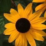 Rudbeckia fulgidaFlower