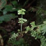 Asplenium dregeanum Yaprak